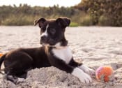 Thumbnail 19 of 20 - Cute Dog Playing in Sand with Ball