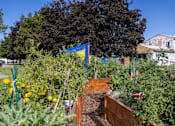 Thumbnail 17 of 31 - a garden filled with lots of plants and vegetables