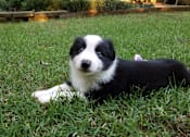 Thumbnail 2 of 16 - A black and white puppy is lying on the grass.