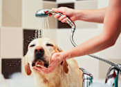 Thumbnail 23 of 30 - A person is washing a dog with a shower head.