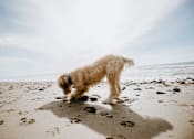 Thumbnail 13 of 30 - A dog sniffing the sand on a beach.