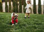 Thumbnail 24 of 30 - A small dog in a red outfit is being walked by a little girl in a white dress.