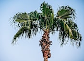 Thumbnail 5 of 6 - a palm tree against a blue sky