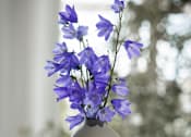 Thumbnail 4 of 12 - Flowers