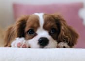 Thumbnail 1 of 8 - puppy peeking