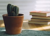 Thumbnail 5 of 17 - terracotta vase with cactus in front of a stack of books