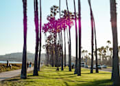 Thumbnail 11 of 12 - a row of palm trees at venice beach