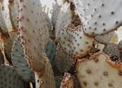 Thumbnail 10 of 13 - A cluster of prickly pear cactus pads.