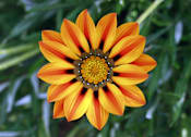 Thumbnail 3 of 8 - an orange and yellow flower on a green plant