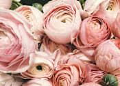 Thumbnail 2 of 5 - A cluster of pink roses with green stems.