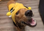 Thumbnail 2 of 5 - A dog wearing a yellow bee costume.