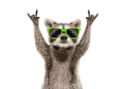 Thumbnail 5 of 6 - portrait of a raccoon with green sunglasses isolated on a white background