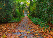 Thumbnail 2 of 14 - A path covered in leaves