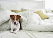 Thumbnail 8 of 13 - pet-friendly apartment interior
