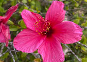 Thumbnail 2 of 6 - a close up of a pink flower
