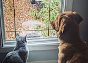 Thumbnail 1 of 5 - A cat and a dog looking out a window at a bird.