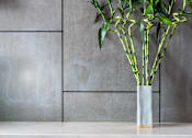Thumbnail 3 of 5 - Bamboo Plant
