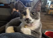 Thumbnail 5 of 5 - A grey and white cat with a pink collar is sitting on a person's lap.