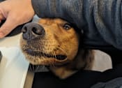 Thumbnail 4 of 5 - A dog is being petted by a person wearing a grey sweatshirt.