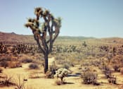 Thumbnail 13 of 13 - A large, twisted tree stands alone in a desert landscape.