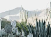 Thumbnail 9 of 13 - A cactus with white flowers in the foreground with a mountain in the background.