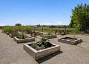 Thumbnail 21 of 30 - Community garden - Rise at 2534