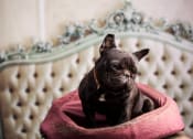Thumbnail 51 of 66 - a small black dog sitting in a pink bed at District at Riverside Apartments, Chattanooga, Tennessee
