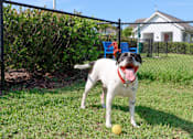 Thumbnail 12 of 33 - A dog with a red collar is standing in the grass with a yellow ball in front of it at The Crest at Laurel Canyon Apartments, Naples, FL