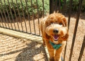 Thumbnail 5 of 44 - Golden Doodle Puppy Playing in Bark Park at Pet Friendly Apartment Community Lawrenceville, GA