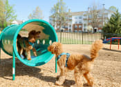 Thumbnail 7 of 44 - Dogs Playing in the Bark Park at Pet Friendly Apartment Community - The Crest at Sugarloaf Located in Lawrenceville, GA