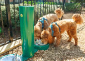 Thumbnail 6 of 44 - two dogs drinking water from a water fountain at The Crest at Sugarloaf, Lawrenceville, GA, 30044