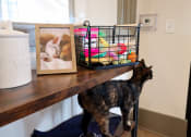 Thumbnail 34 of 54 - a cat standing on a shelf next to a picture of a cat at The Crest at Acworth, Acworth, GA