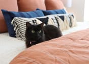 Thumbnail 16 of 54 - a black cat sitting on a bed at The Crest at Acworth, Acworth, GA, 30102