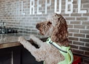 Thumbnail 41 of 46 - a brown dog wearing a green life vest standing in front of a counter at a restaurant at The Wren Apartments, Lawrenceville, Georgia