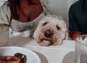 Thumbnail 39 of 46 - a dog sitting at a table in front of a plate of food at The Wren Apartments, Lawrenceville, Georgia