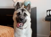 Thumbnail 33 of 46 - The Wren pet friendly apartment community located in Lawrenceville, GA with no breed restrictions no weight limit and no pet rent