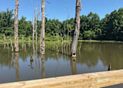 Thumbnail 64 of 65 - A lake with a wooden dock and dead trees in the background.