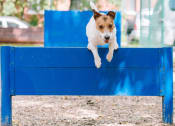 Thumbnail 54 of 54 - a small dog jumping over a blue bench at Villages at Morgan Metro, Landover, 20785
