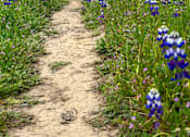 Thumbnail 5 of 7 - A path through a field of purple flowers.