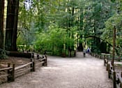 Thumbnail 7 of 7 - A forest path with two people walking on it.
