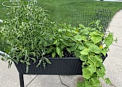 Thumbnail 16 of 19 - A black bench with plants growing on it.