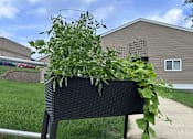 Thumbnail 17 of 19 - A black wicker planter with green plants sits on a sidewalk.