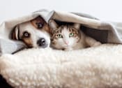 Thumbnail 5 of 8 - A cat and a dog are peeking out from under a blanket.