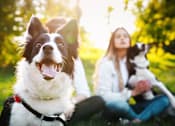 Thumbnail 24 of 28 - a woman and two dogs sitting in the grass