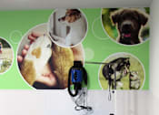 Thumbnail 24 of 35 - A blue table with a mouse on it and a green wall with pictures of dogs.