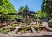 Thumbnail 23 of 30 - a community garden with wooden planters and a pergola