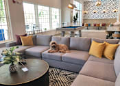 Thumbnail 5 of 31 - A dog is sitting on a grey couch with a potted plant on a table in front of it.
