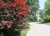 Thumbnail 22 of 27 - A tree with red leaves is in the foreground of a street.