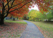 Thumbnail 25 of 26 - a path in a park with leaves on the ground and a tree with red and yellow leaves
