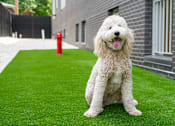 Thumbnail 25 of 47 - Here is a picture of a puppy playing  at Grand Flats, St. Louis, 63104
